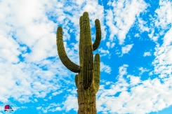 saguaro-cactus